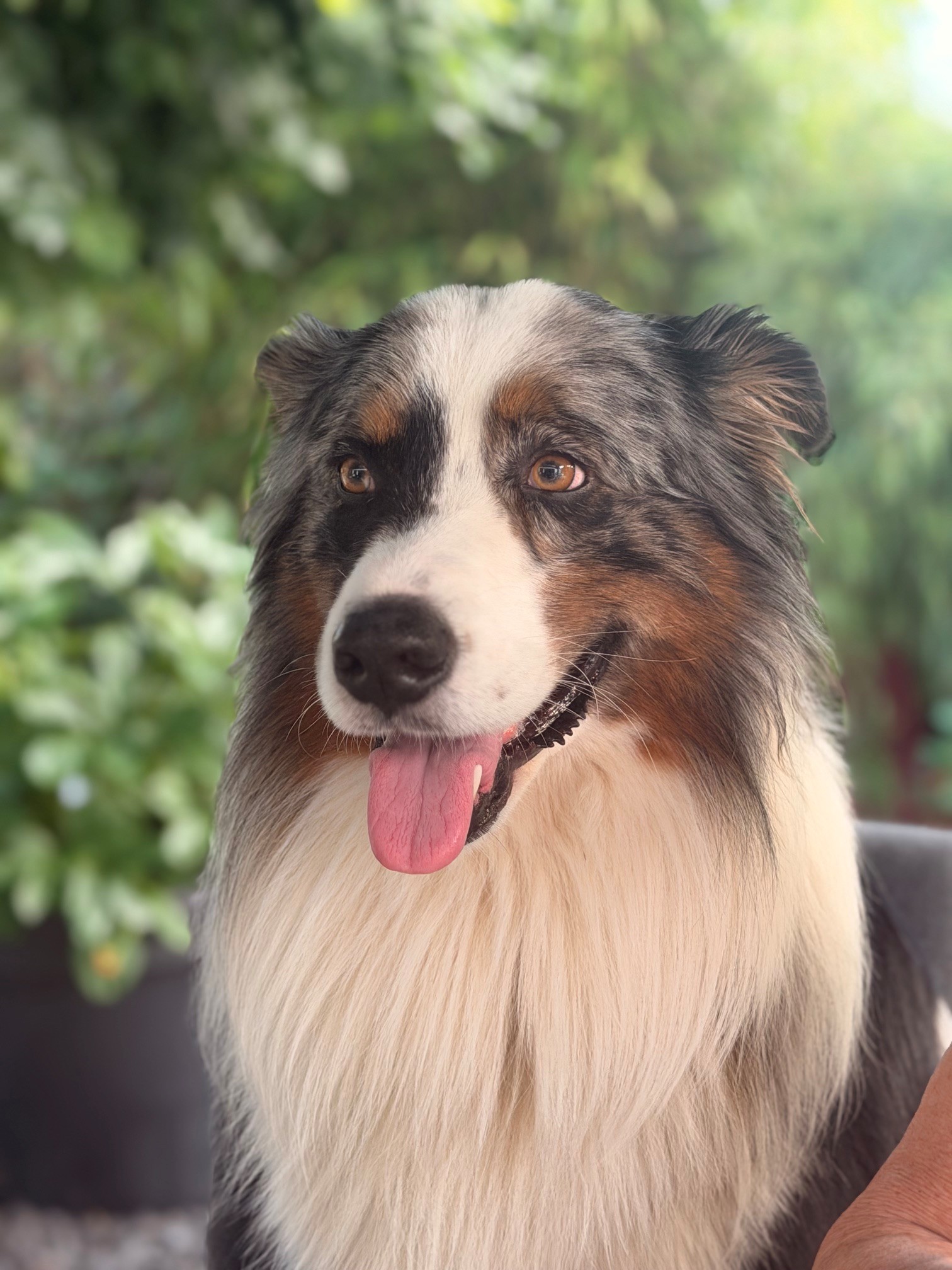 Kalle Thelen, Bürohund der Hausverwaltung